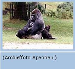 Gorilla Bongo onverwacht overleden